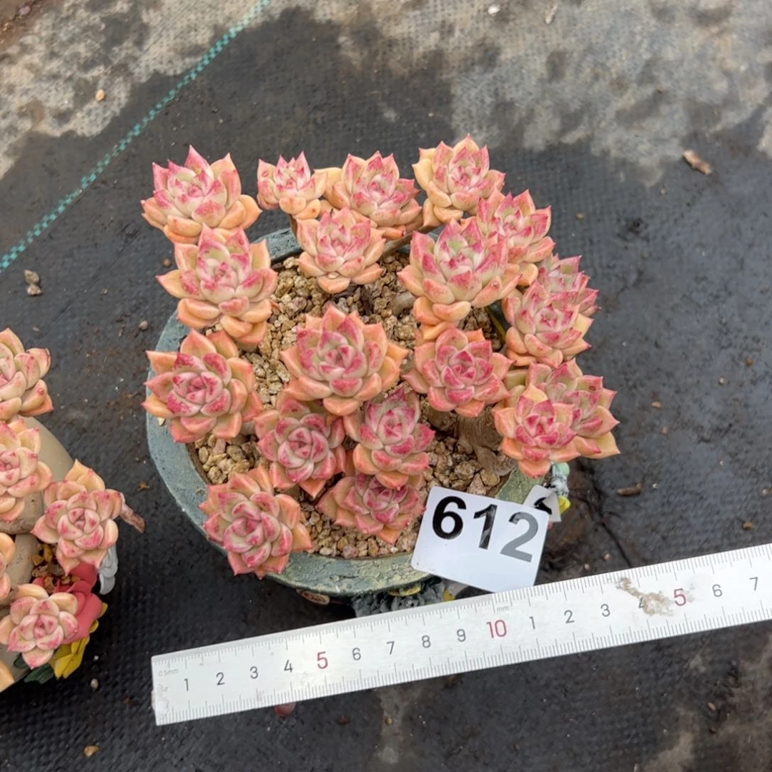 姜****）612 多肉植物组合