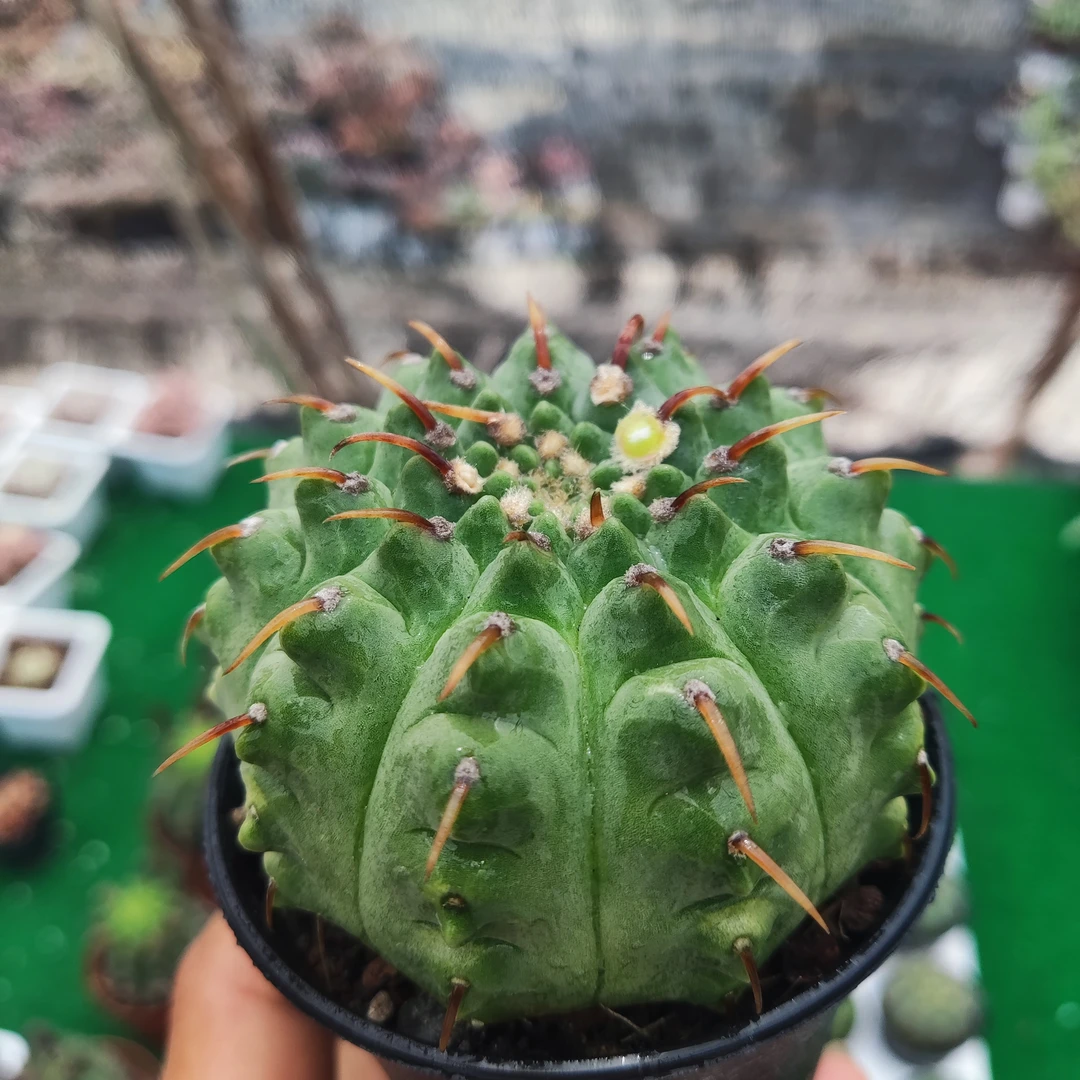 独角兽 一本刺 懒人养护仙人球带盆发货