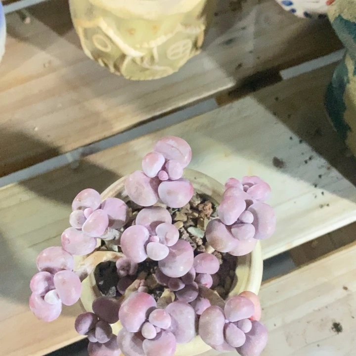 胭脂精品多肉腰子蛋013