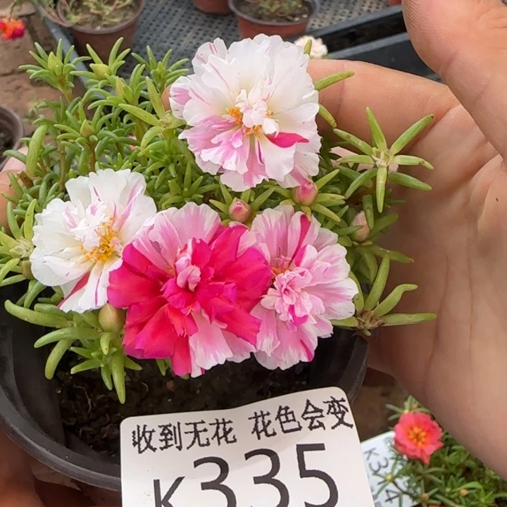 无花朵K335矮墩墩重俏佳人超小苗盆口10cm