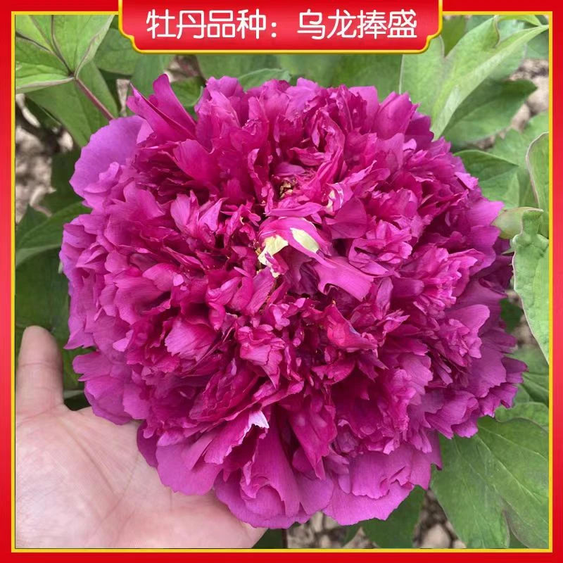 年宵花牡丹 传统名品乌龙捧盛 基地直发 顺丰包邮 原盆原土发货