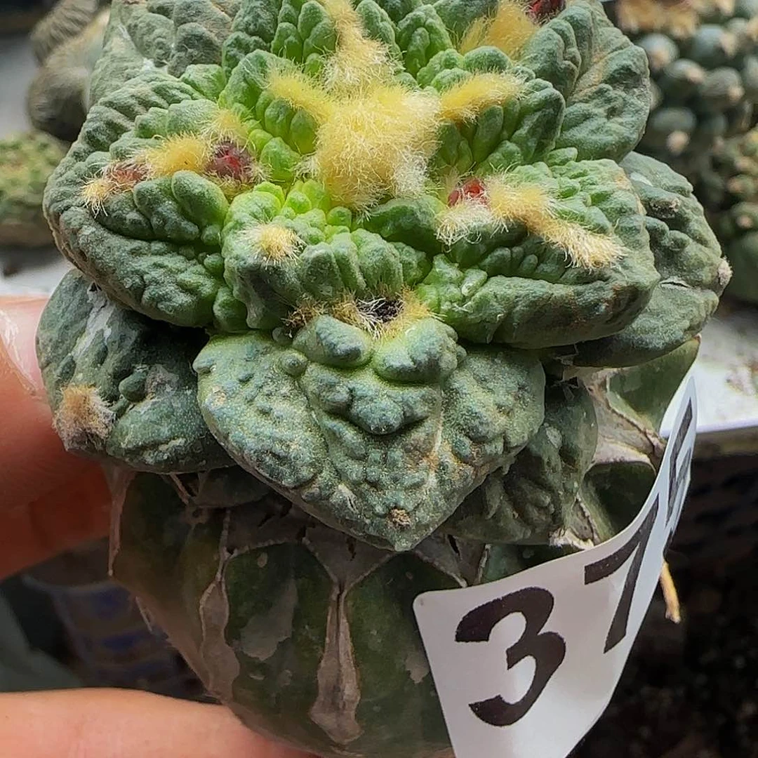 志贺龟甲375仙人球