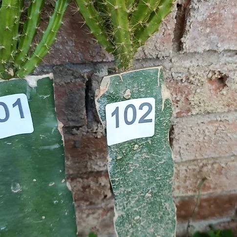 小***豆鼠尾令箭大红色一棵102