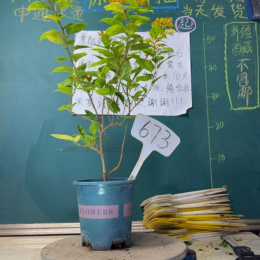 当前无花栽培后可以开花沙斑女郎673