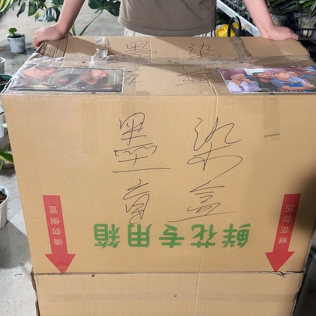 S***班无花朵龟背竹一物一拍