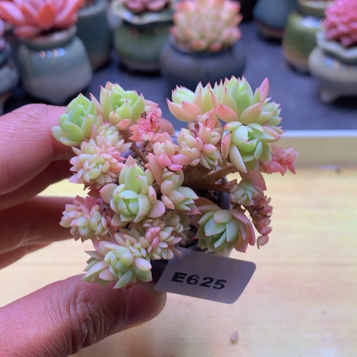 一物一拍满38包邮 E625