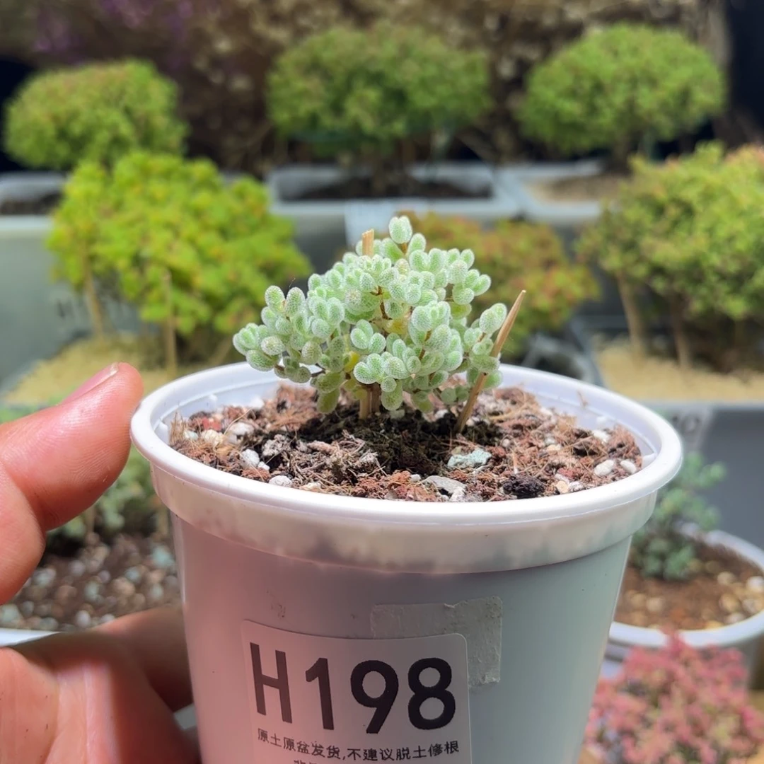 枝干番杏冰钻H198