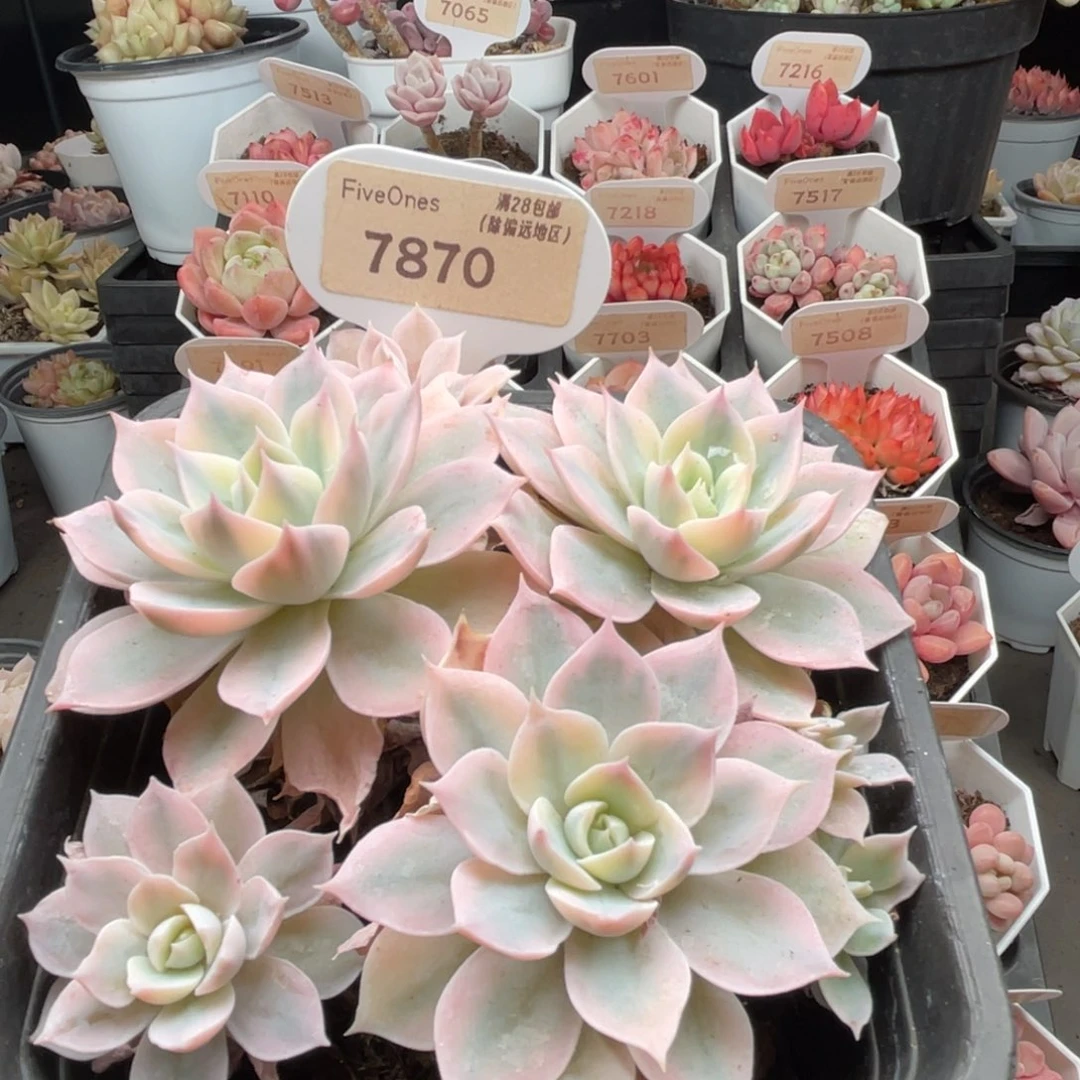 皮氏锦7870-11.0厘米