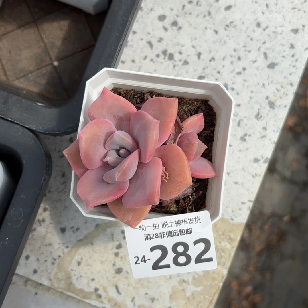 彩虹糖多肉多肉多肉