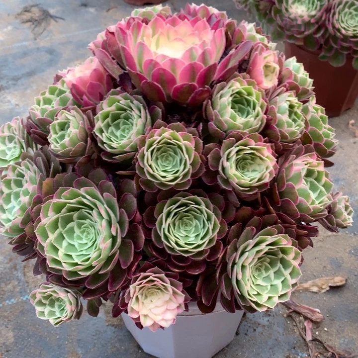 ?*鱼不包损144号孔雀翎手捧