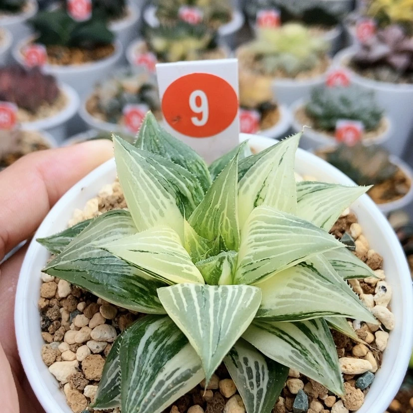 【闪购商品】9芭提雅锦