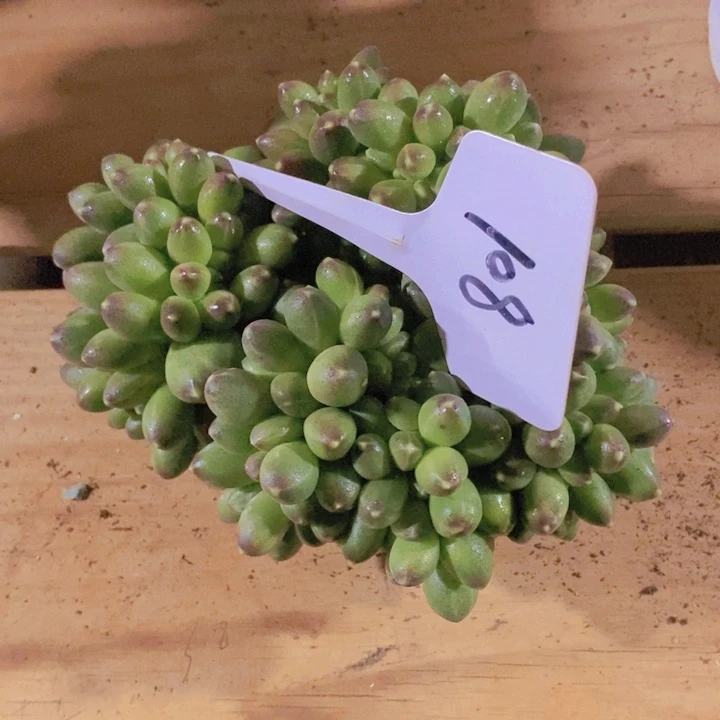 这些是因为他们没有