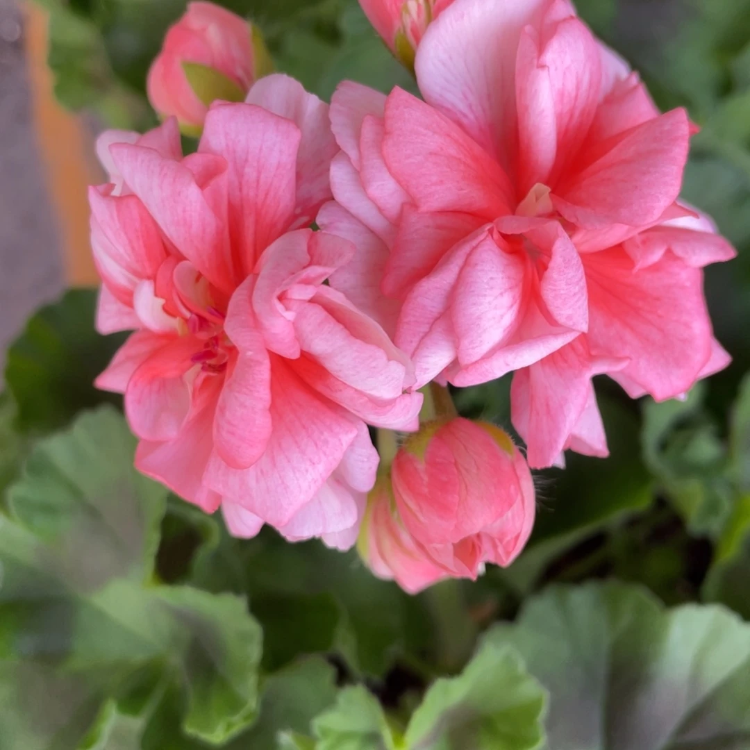 完全开放红珊瑚天竺葵