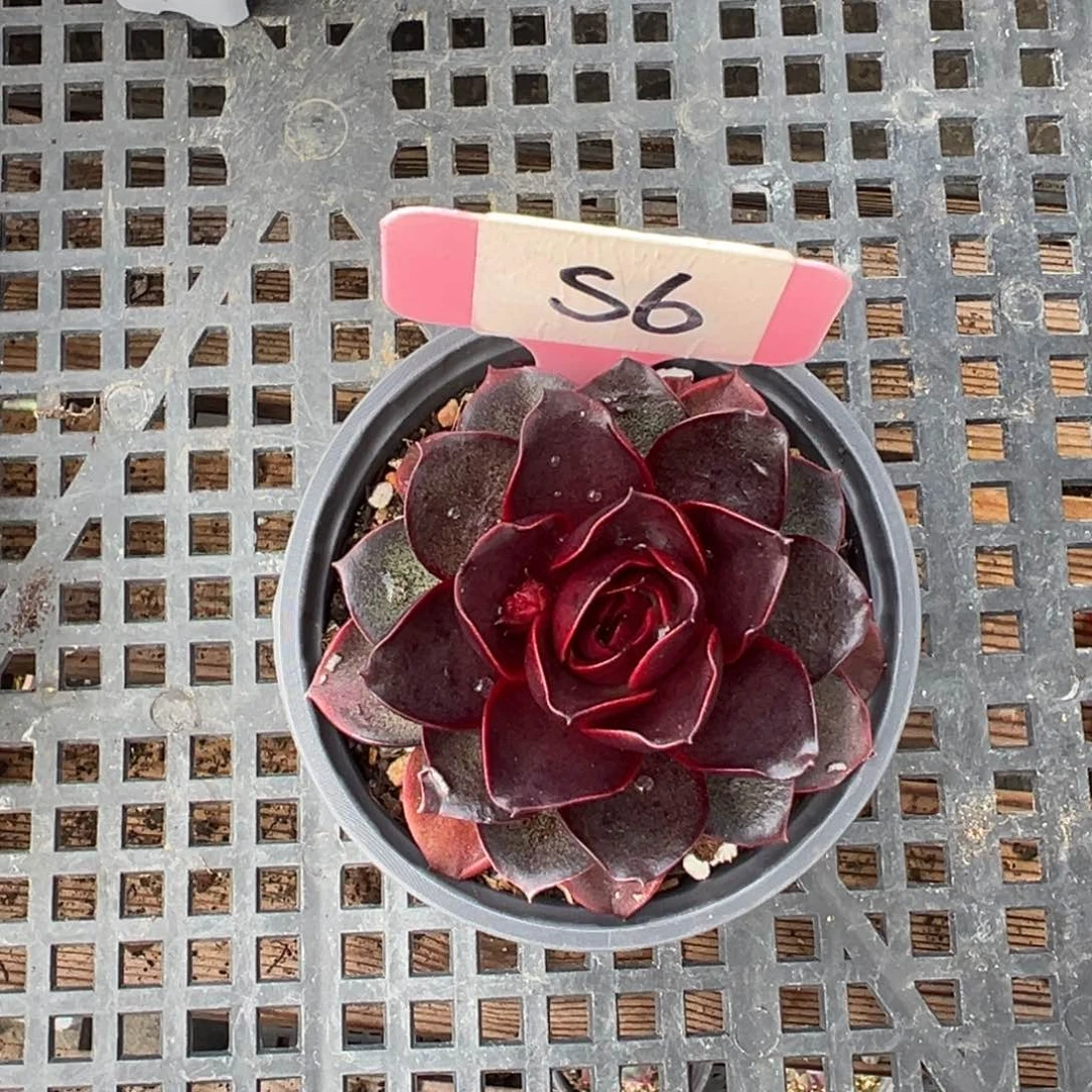 别***字S6红灯单头多肉