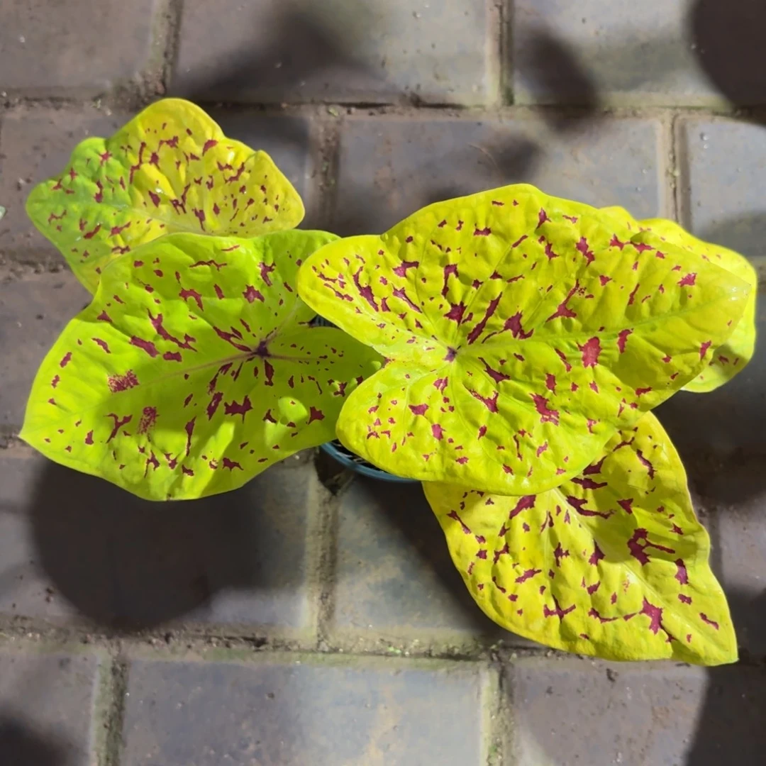 雨打芭蕉 49-1130