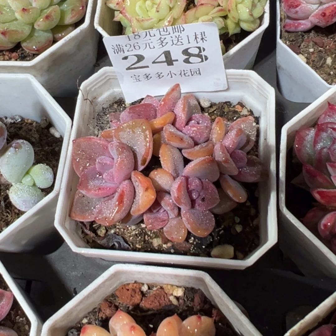 248号六头彩虹糖一物一拍满18包邮