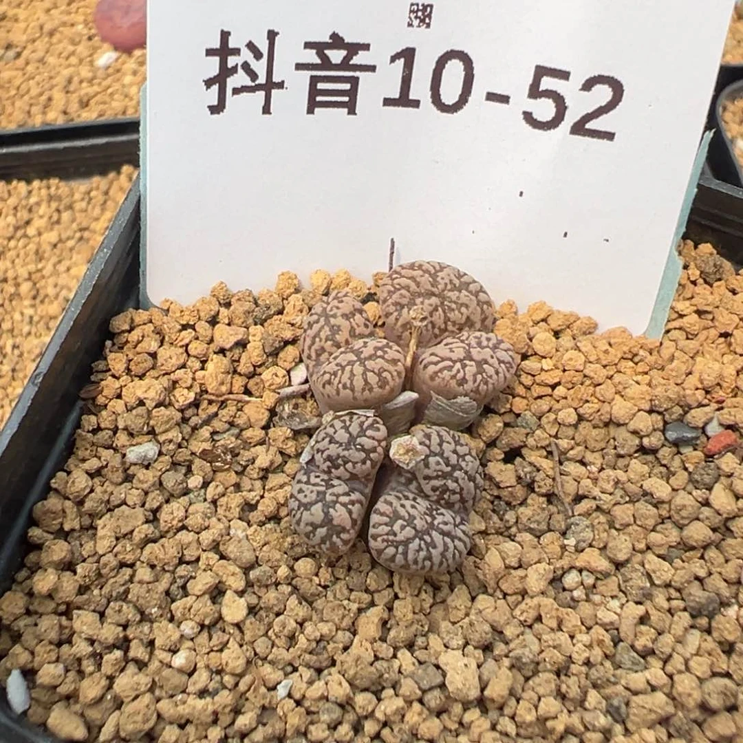 10-52肉锥多肉植物