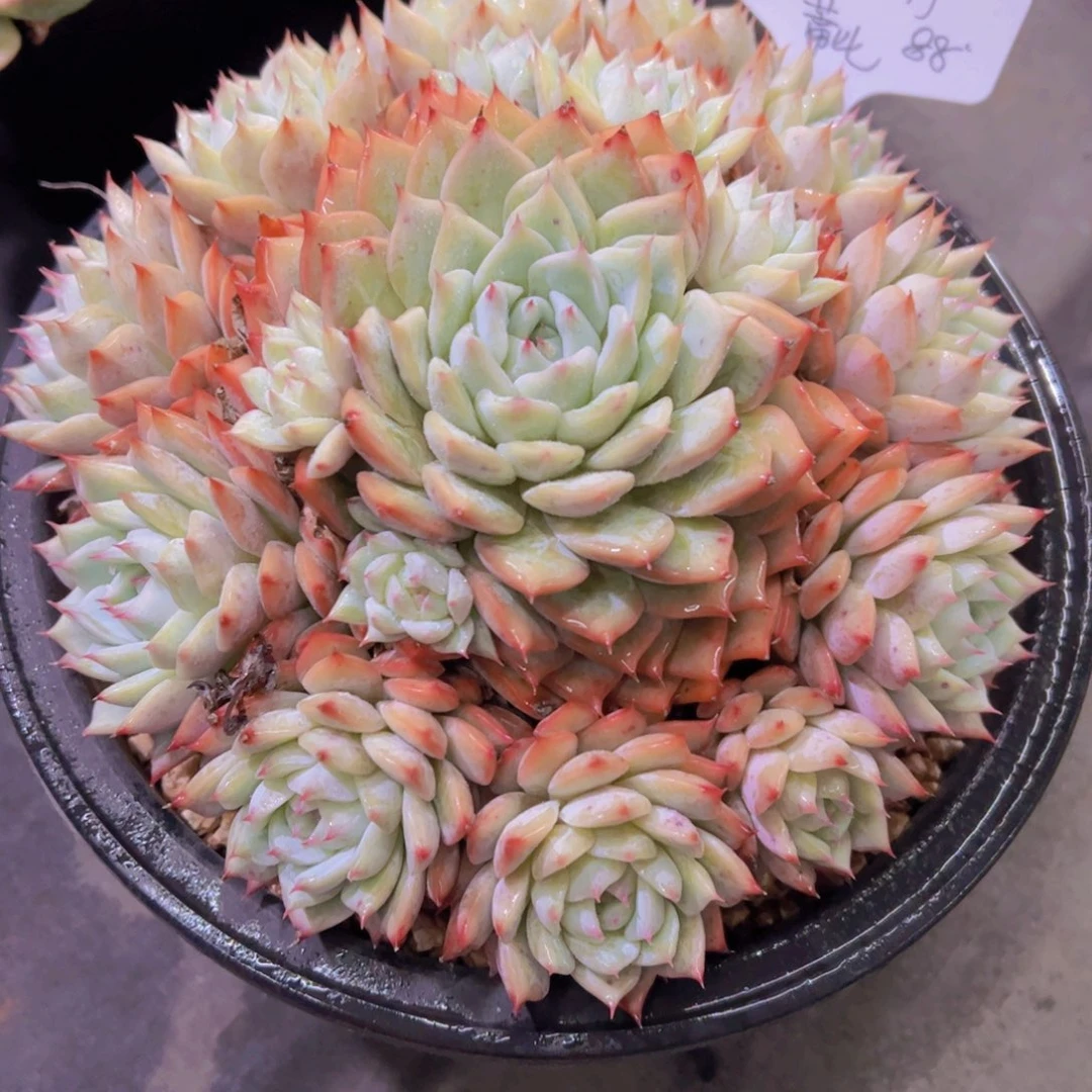 若**舟蒂比，多肉植物