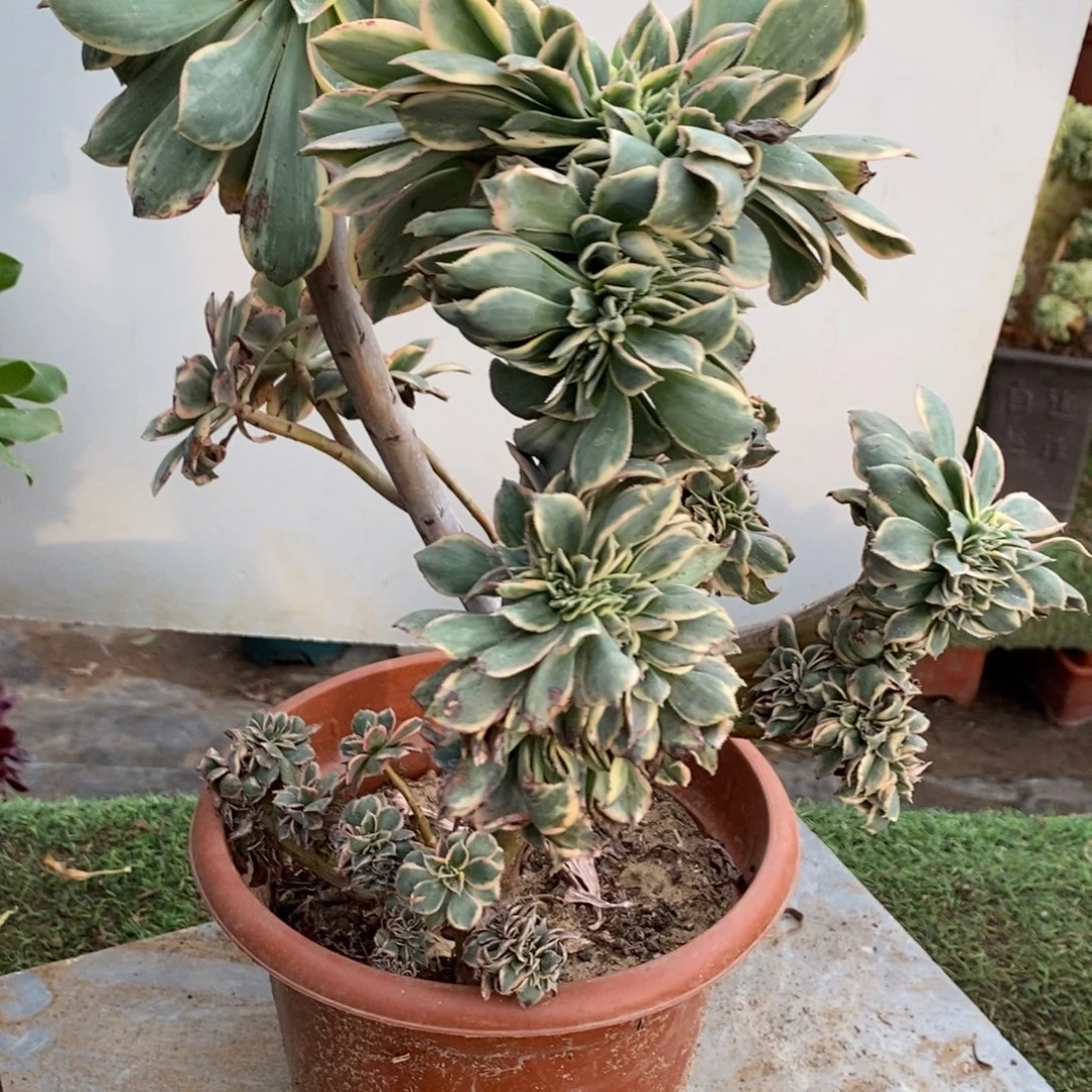 不开花植物1005号灿烂缀化1颗