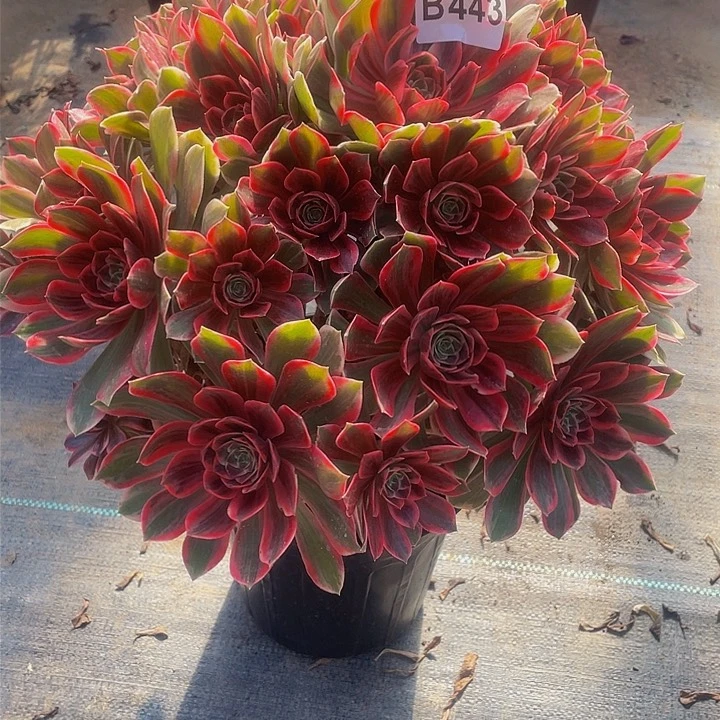 多肉法师443号浣纱不包损