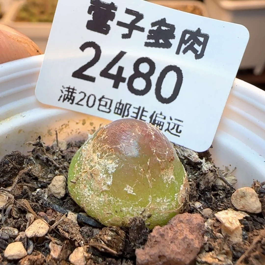 灯泡1.6➕带盆土福利。