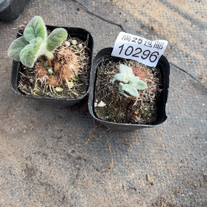 断崖296，一物一拍