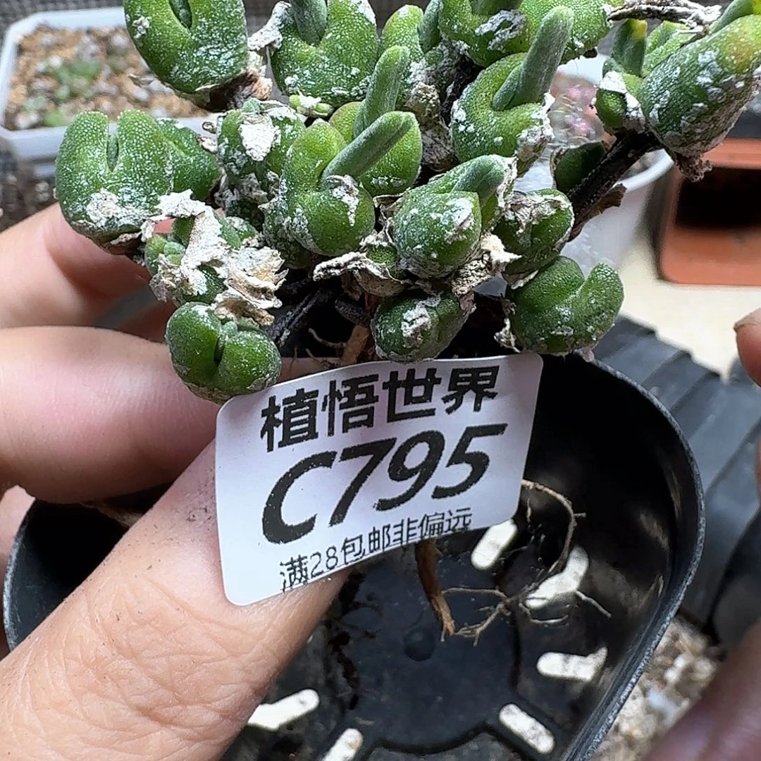 多肉植物的润泽fgh