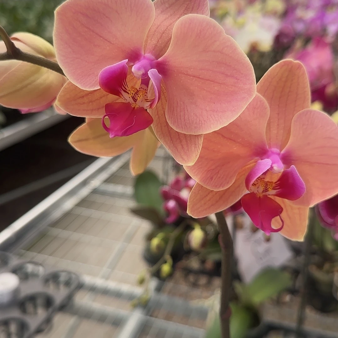 大部分花苞少量开放A035带花发无售后