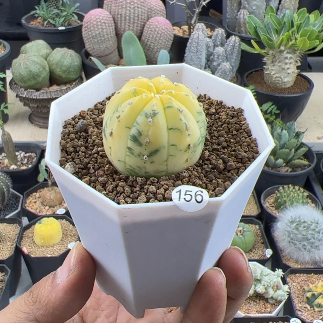 兜锦实生3.3一物一拍带盆发