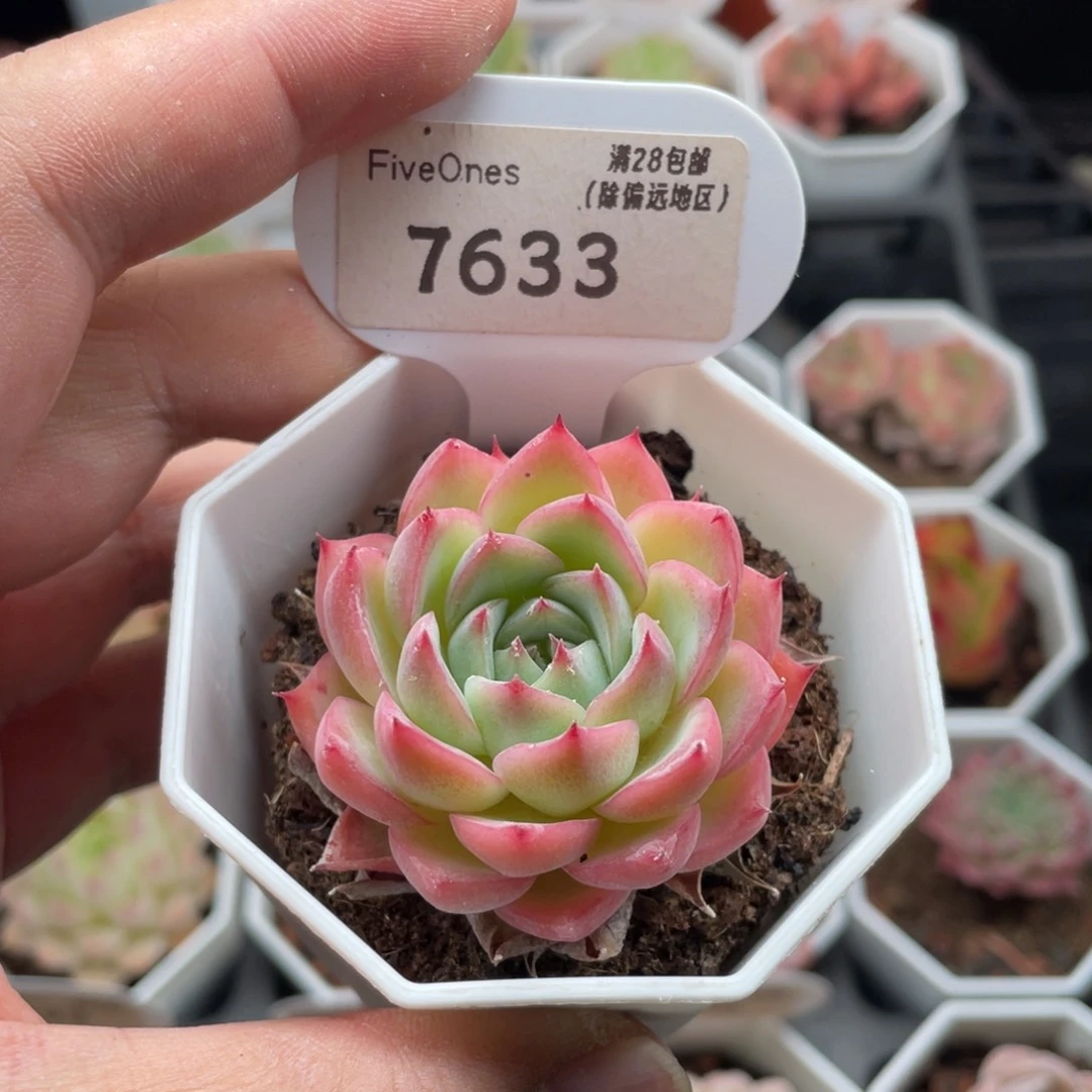 粉水晶7633-4.5厘米