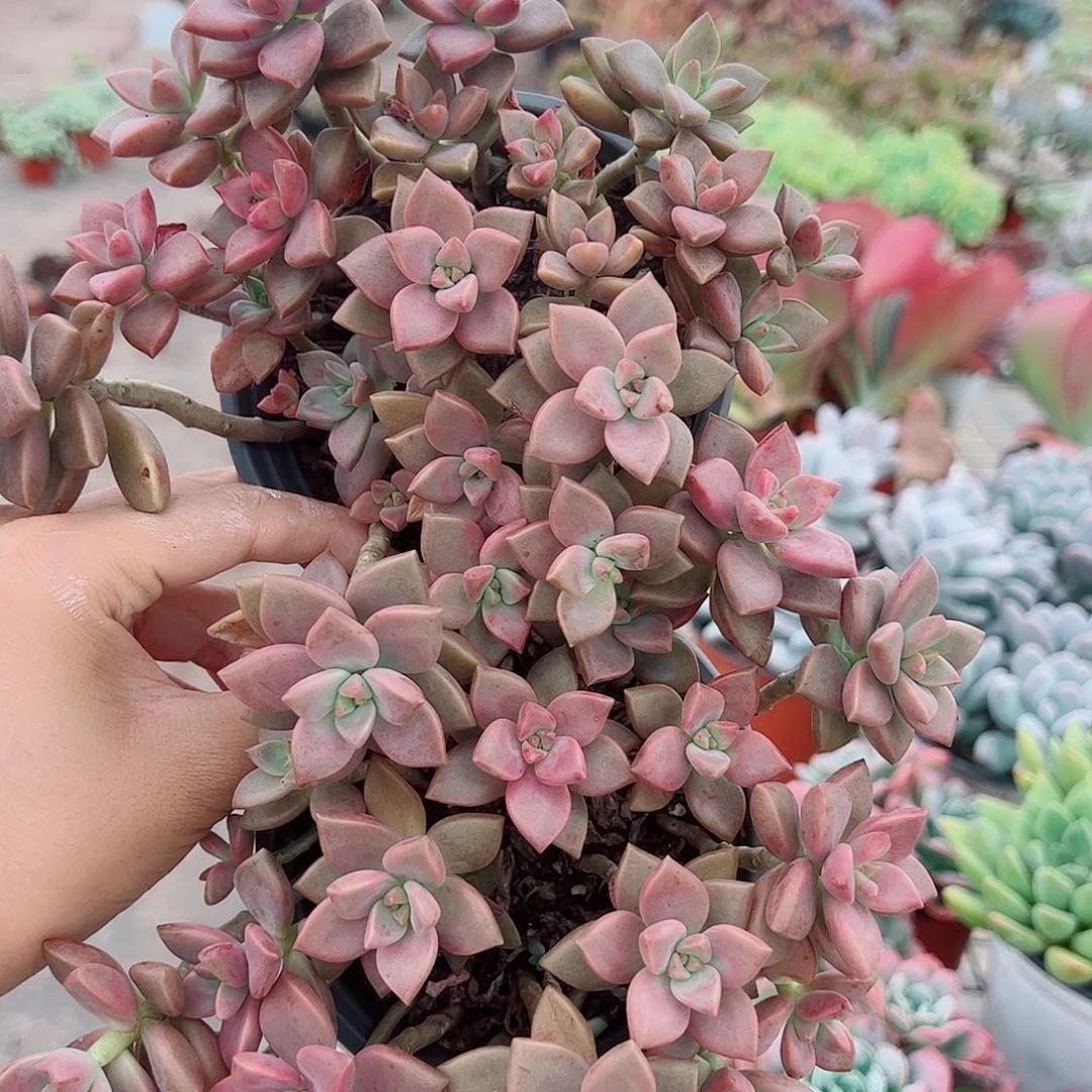 姬胧月散装带盆土精品二盆