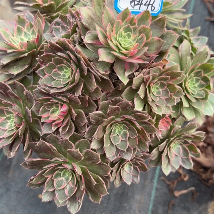 万花筒多肉法师不包损46