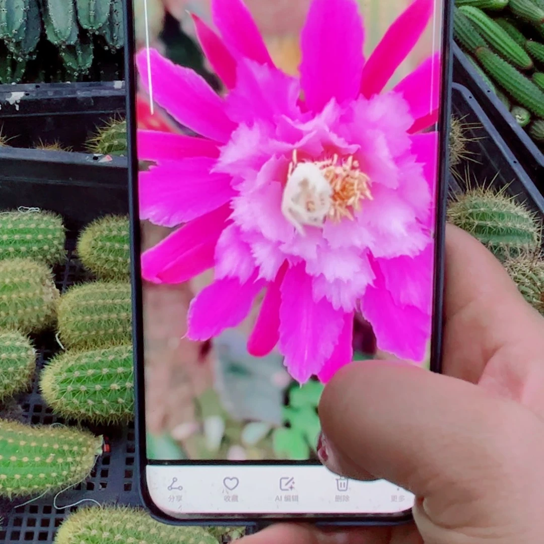 下79金妞阿尔森歪无根侧芽6公分左右20包邮