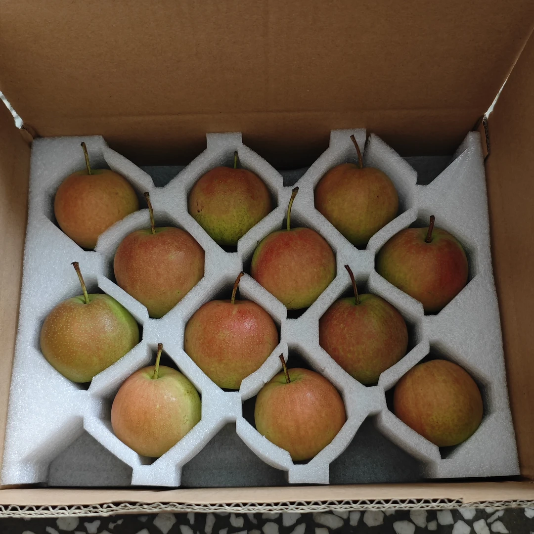 辽宁鞍山市大屯南果梨阳面红南果肉厚果汁浓郁下树11天口感适度