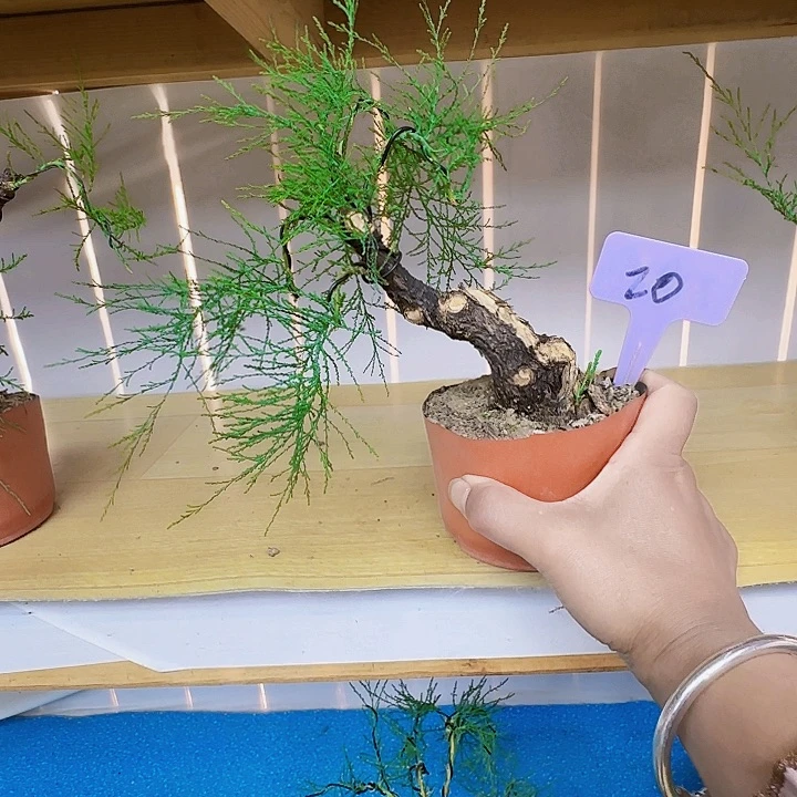 独*侠s g j k k l l