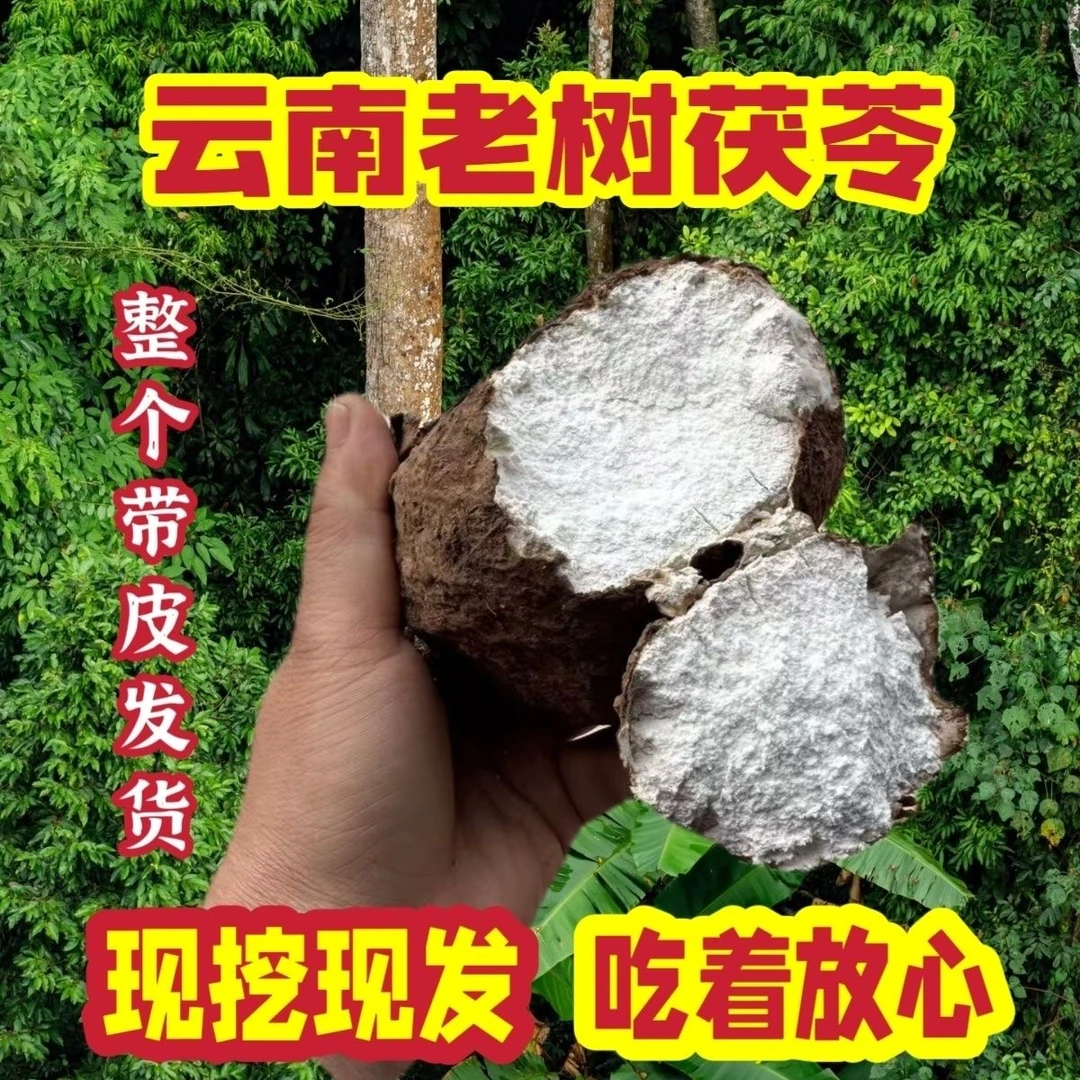 云南深山老树新鲜茯苓带皮云茯苓无硫煲汤煮水养生食材