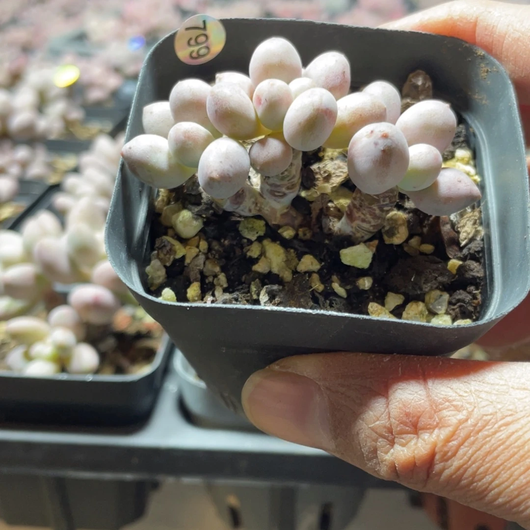 仙子奶酪多肉植物