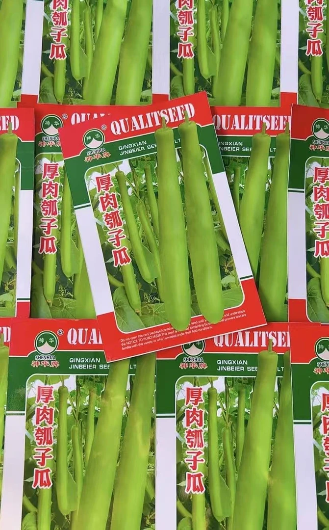 【厚肉瓠子瓜种籽】盆栽四季种植