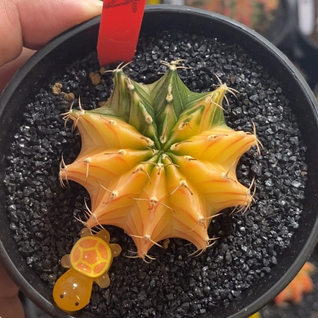 泰系肋骨锦—带盆土发货30