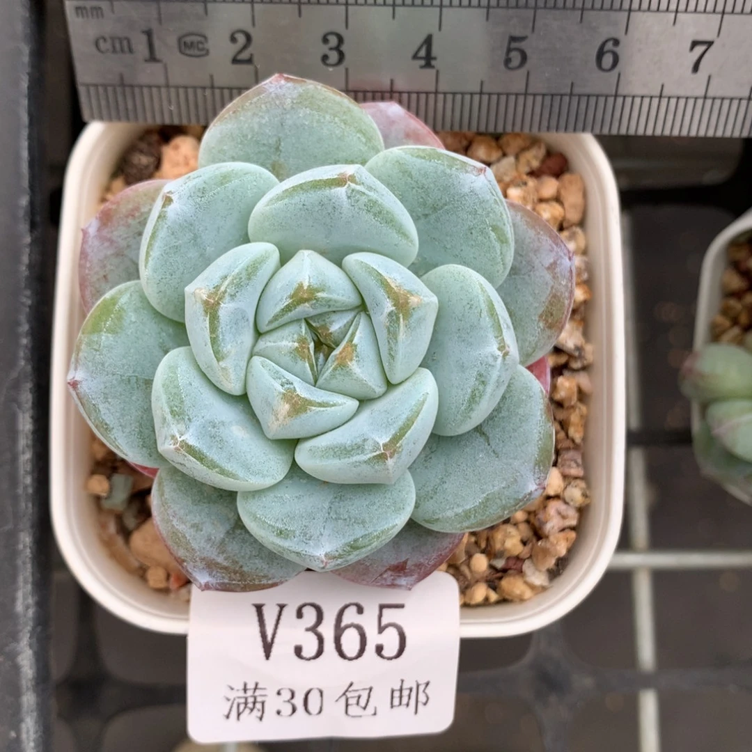 365。翡翠冰玉。大单头。