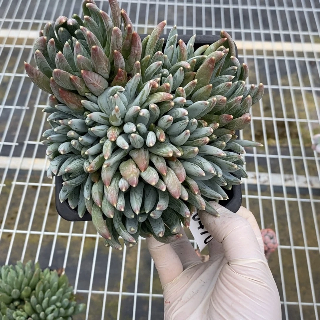 4708炫彩星一物一拍