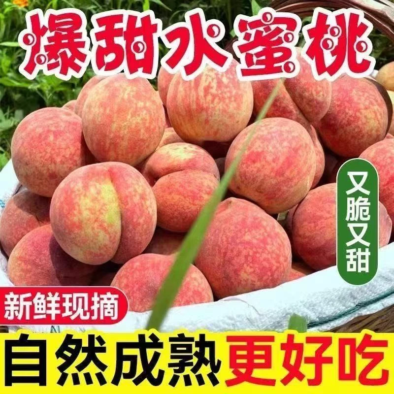 【果园直发】新鲜水蜜桃毛桃春蜜应季水果新鲜采摘现摘现发5斤装