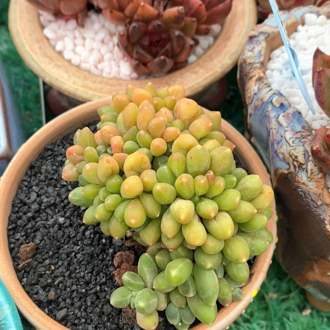 千代田缀化多肉植物盆栽