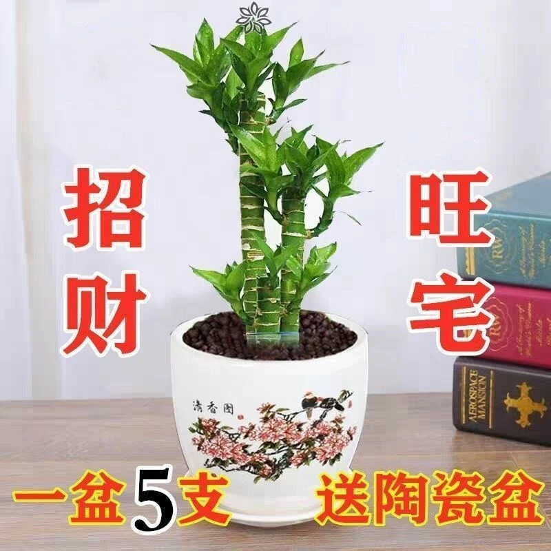 转运竹富贵竹观音竹荷花竹水培或土培室内客厅办公桌面美观大气花