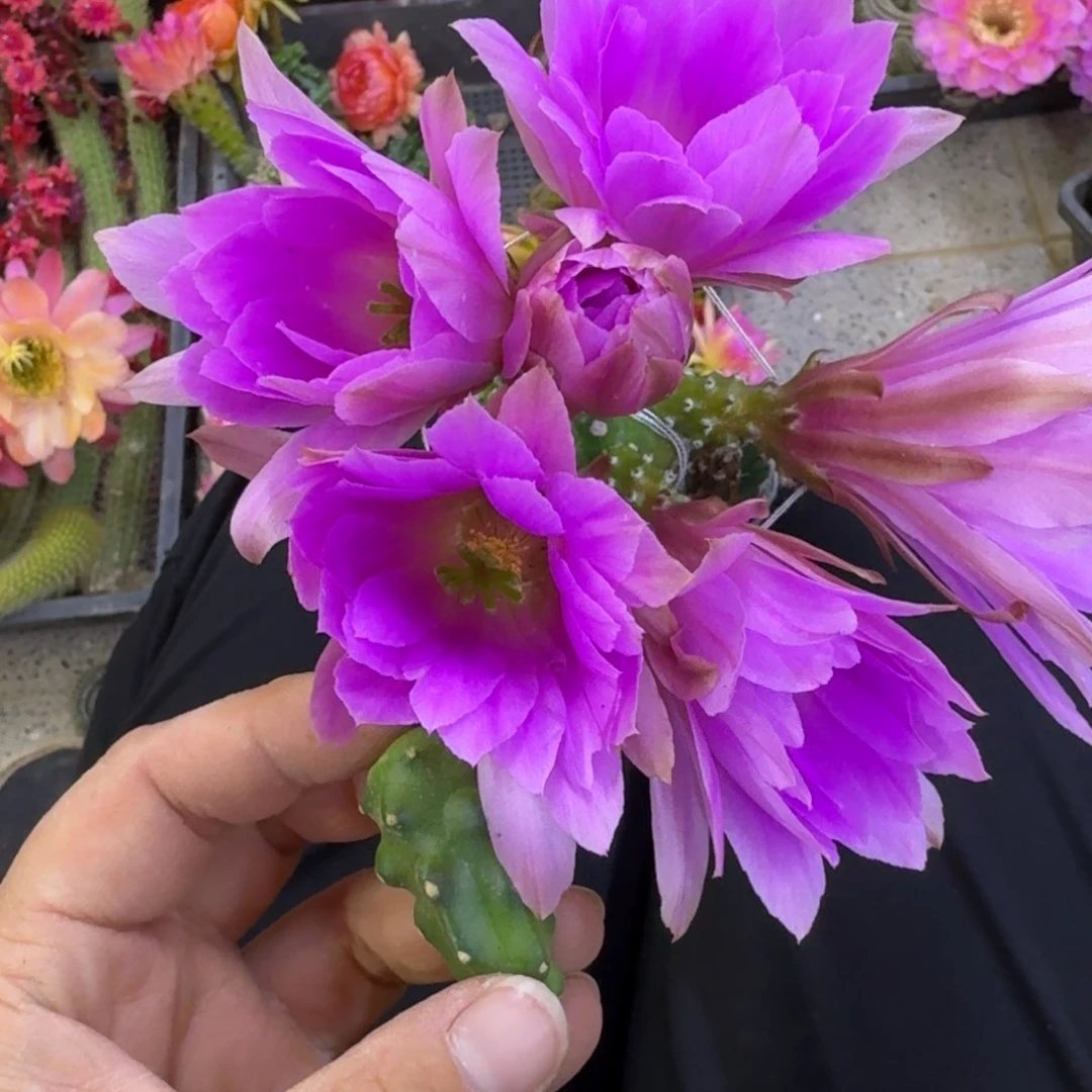 354水仙情郎2个无根侧牙软小20包邮