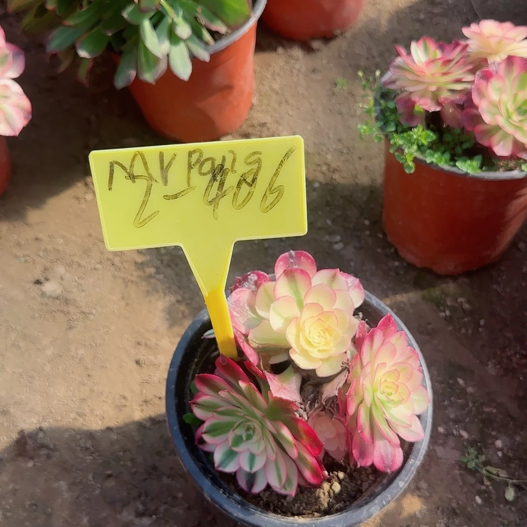 倾城砍头20个多头多肉