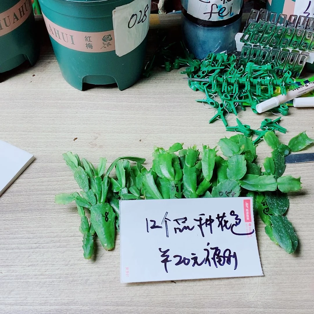 无花朵12个品种叶片福利