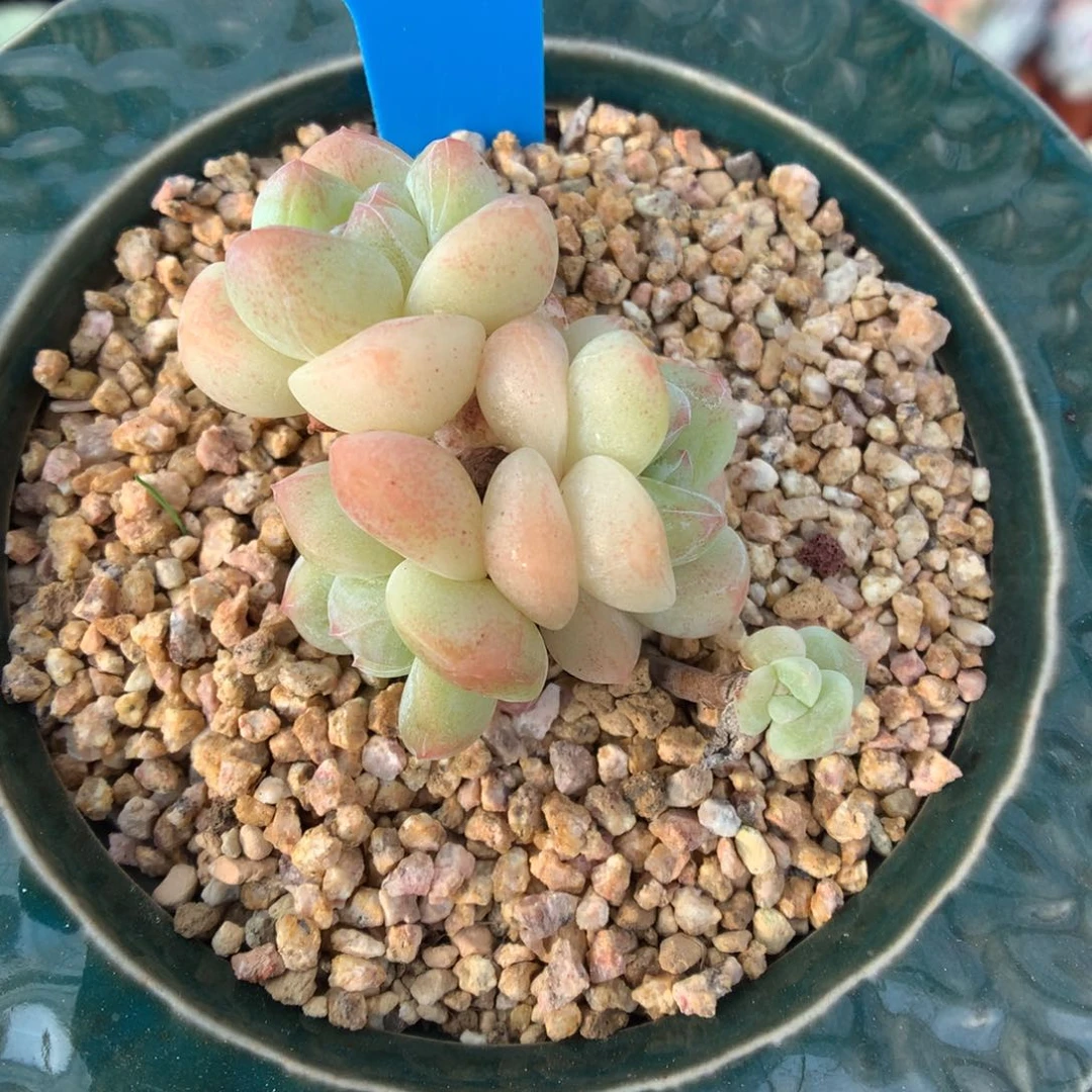 178冰玉多肉植物一物一拍