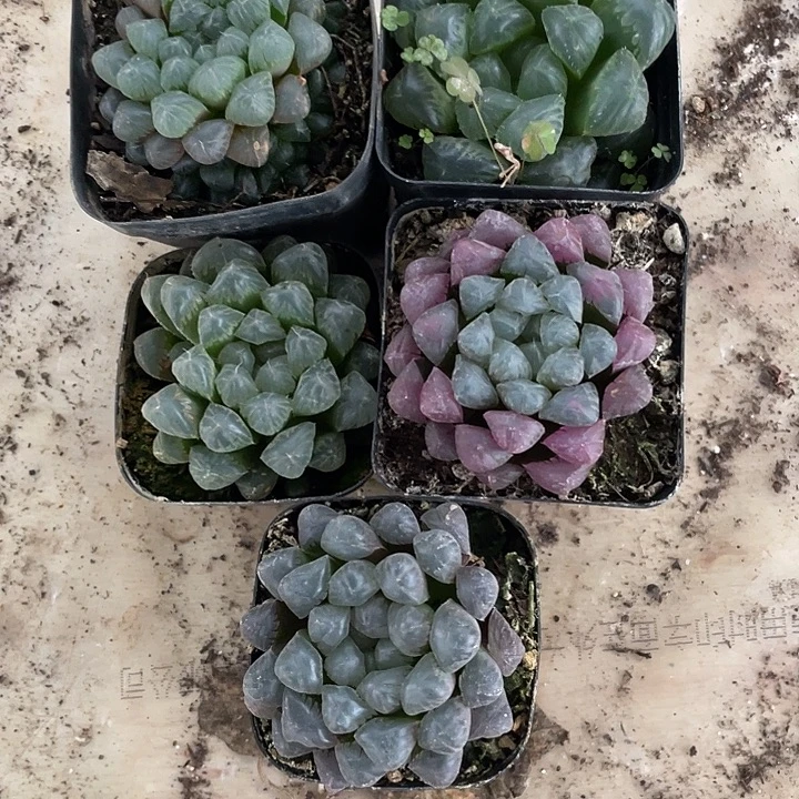 呵***呵5颗装专署昆明直发