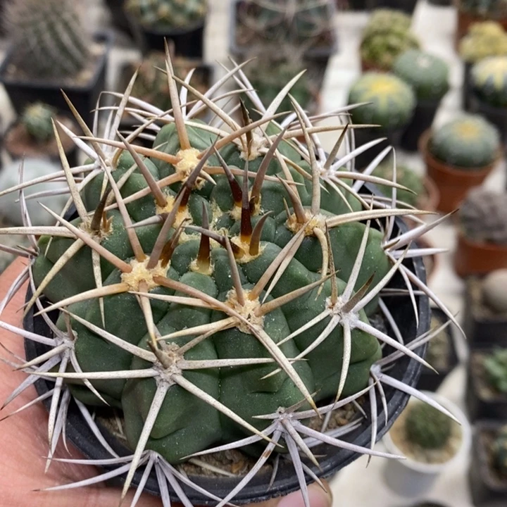 实生碧岩玉特价福利